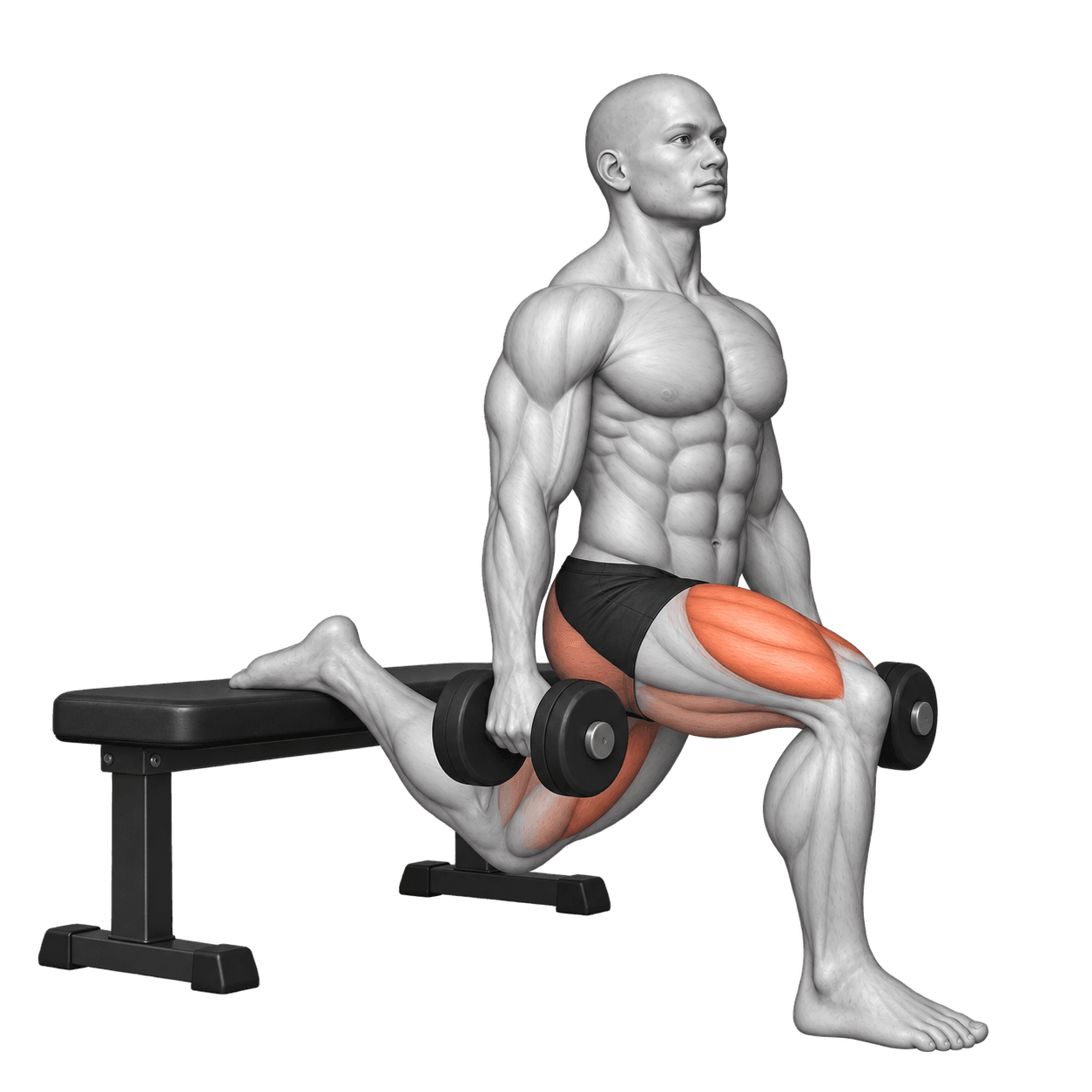 Dumbbell Bulgarian split squat with the rear foot on a bench and the front thigh highlighted