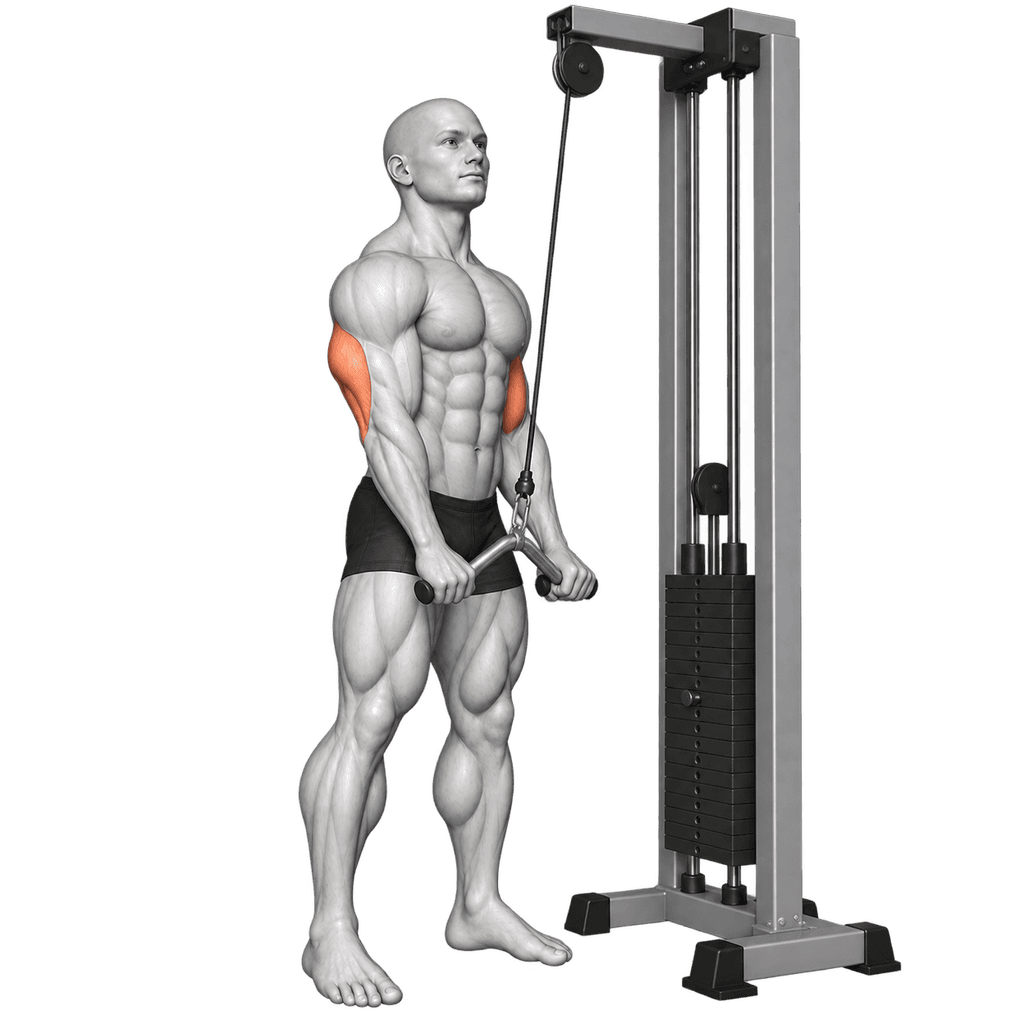 Standing cable triceps pushdown on a high pulley with the upper-arm triceps highlighted