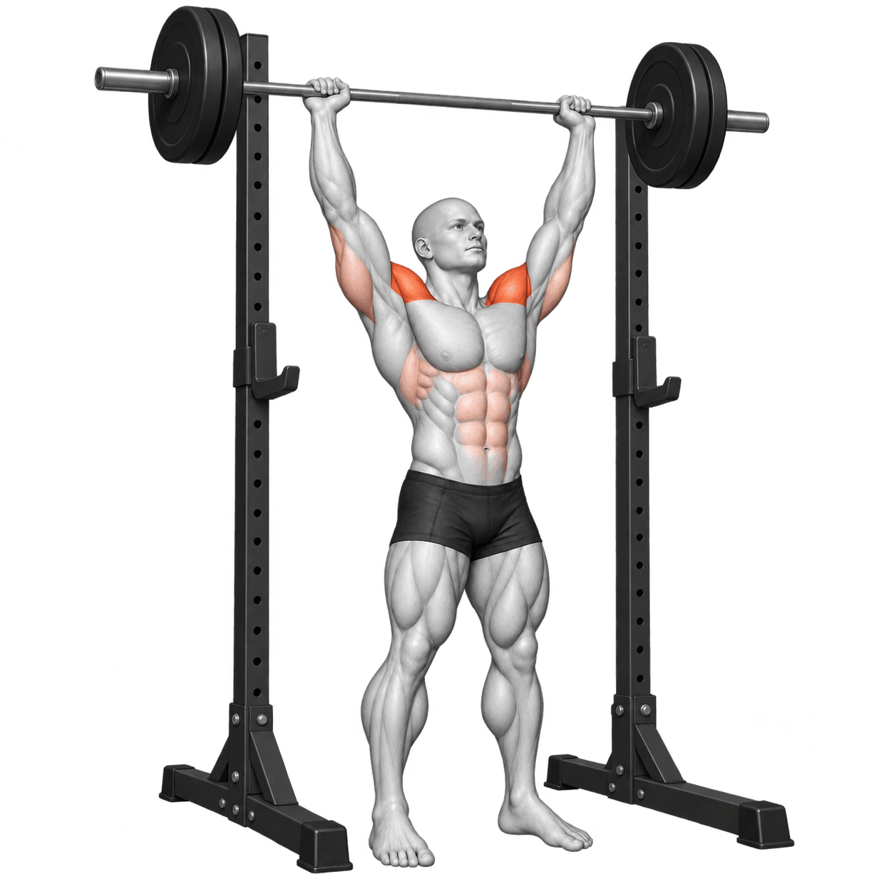 Barbell overhead press illustration showing the weight held overhead with shoulders highlighted.